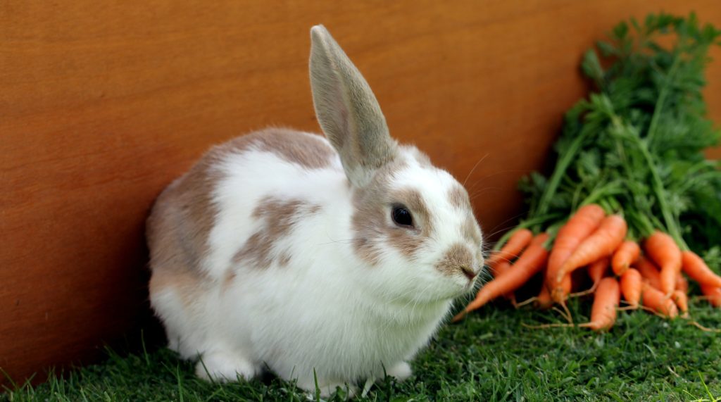 Rabbit care Long Island
