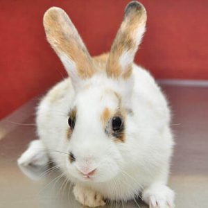 The Best Ways to Take Care of a Rabbit: Important Advice for a Happy and Healthy Rabbit